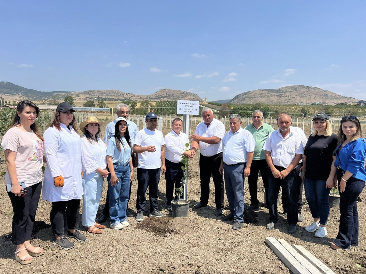 Moldovanın yerli üzüm sortları Azərbaycanda əkiləcək