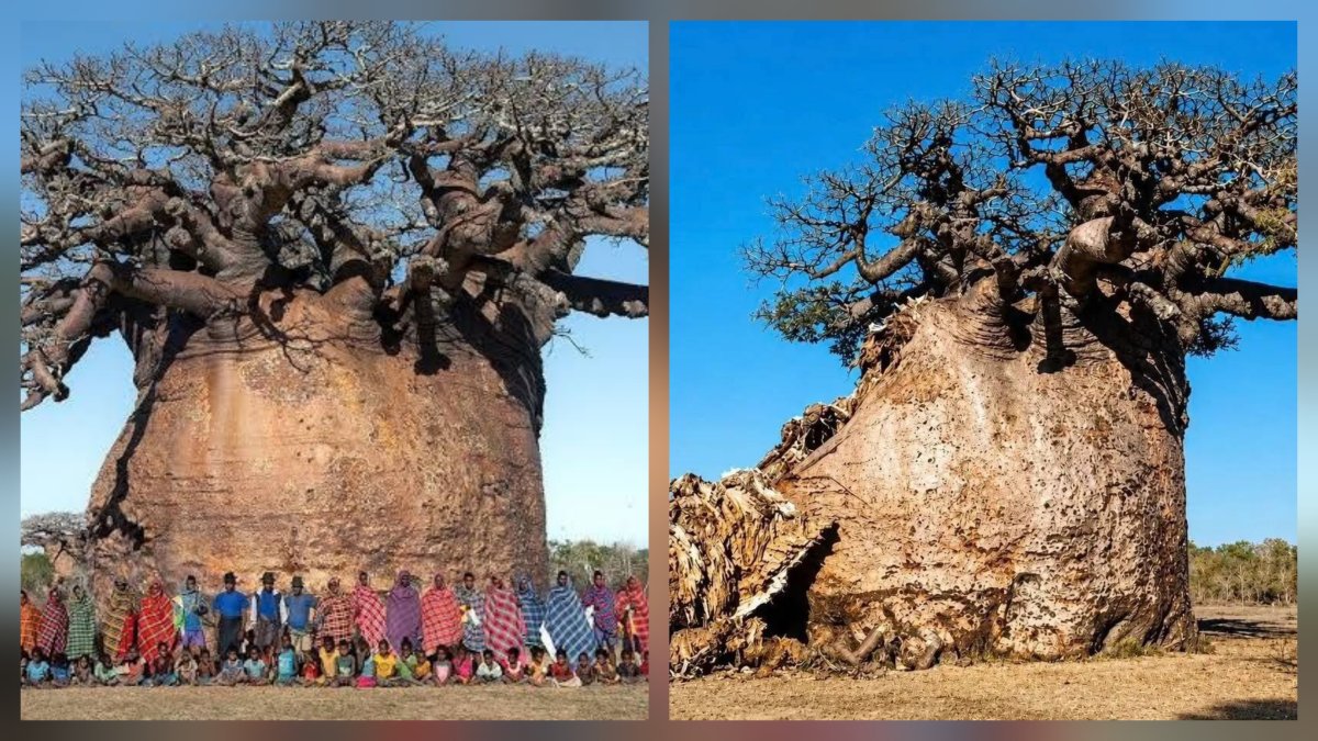 Madagaskarın ən böyük baobab ağacı yox olmaq təhlükəsi ilə üzləşib