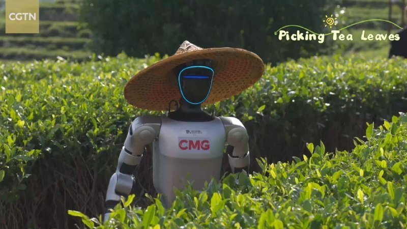 Robotlar çay plantasiyalarında sınaqdan keçirilir