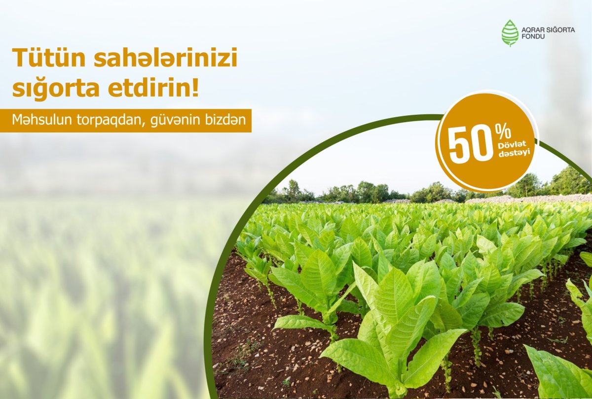 Azərbaycanda tütün sahələrinin sığortalanması davam edir