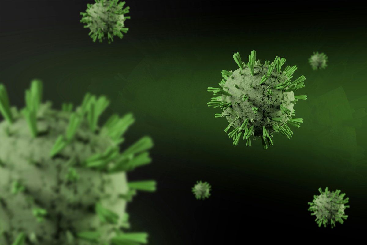 ÜST hantavirus riskini çox aşağı qiymətləndirib